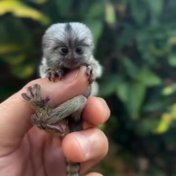 Smallest monkey in the world 😍