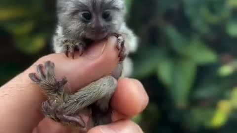 Smallest monkey in the world 😍