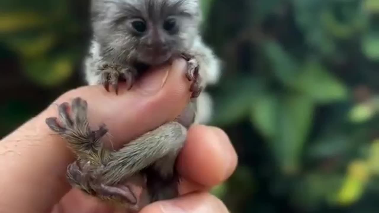 Smallest monkey in the world 😍
