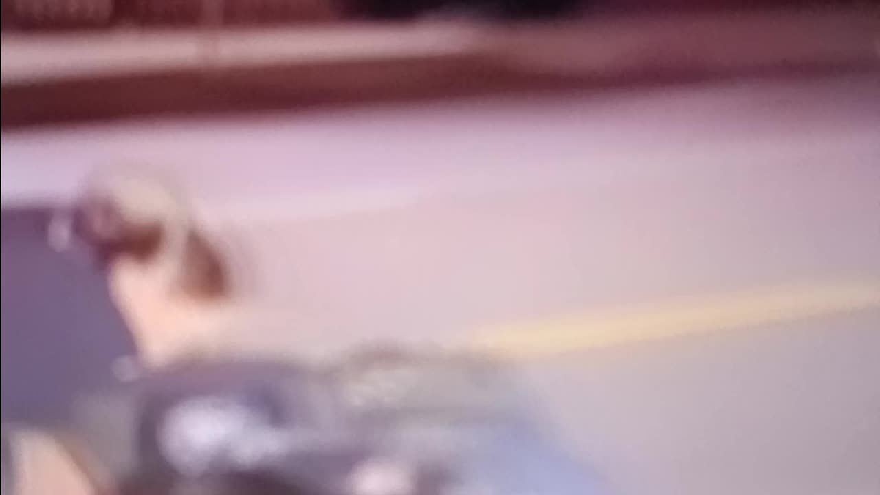 Police k9 wanted all the smoke