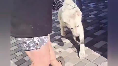 🐕💔 Ukraine Russia War | Volunteers Rescue Dog After Drone Attack Kills Owner in Kherson Subur… | RCF