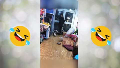 Why these dogs so afraid of cats 😂🐾