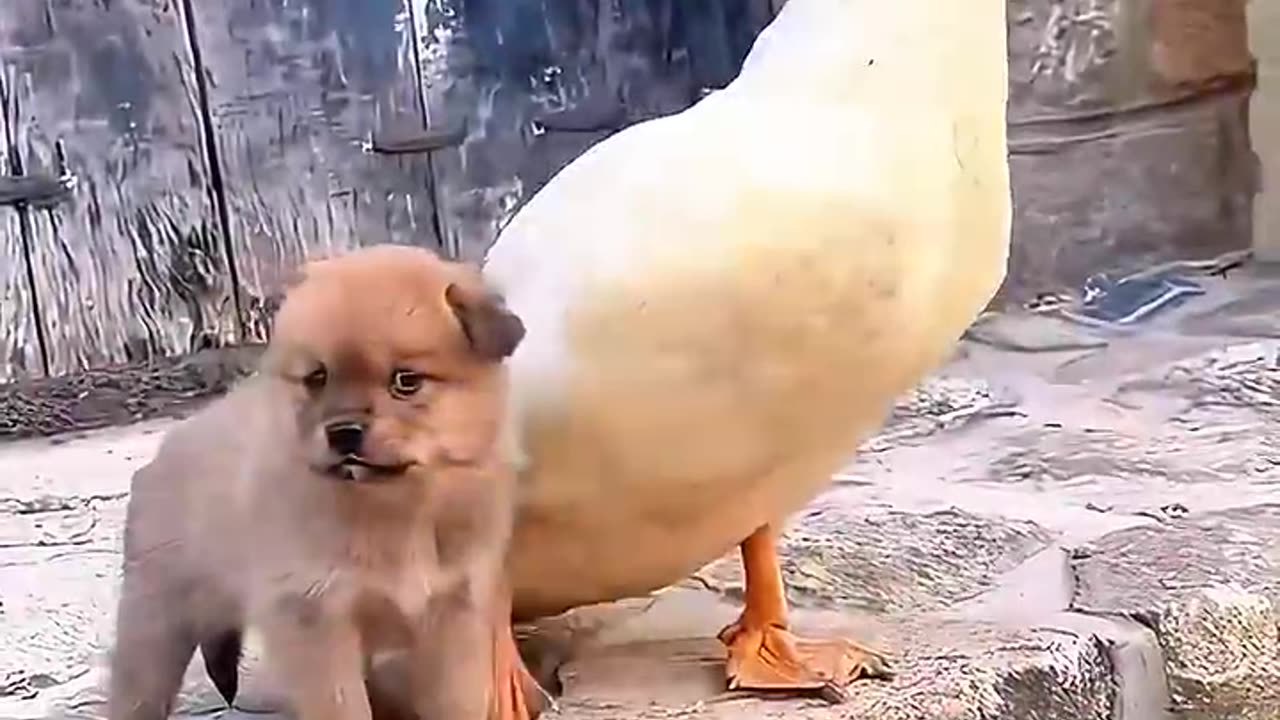 The lost puppy found a loving mother duck