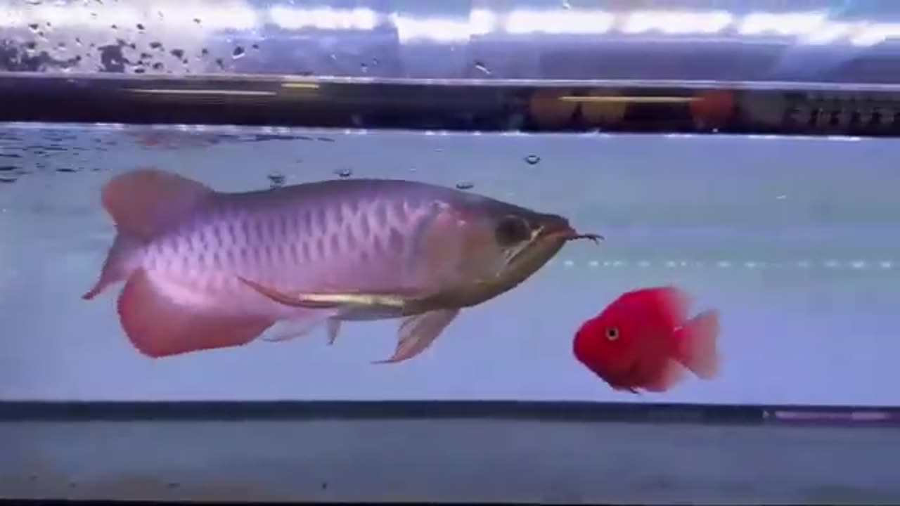 【龍爵士】賽級 印尼紅 (2)