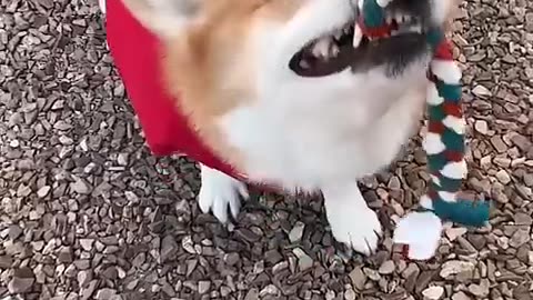 Hilarious video