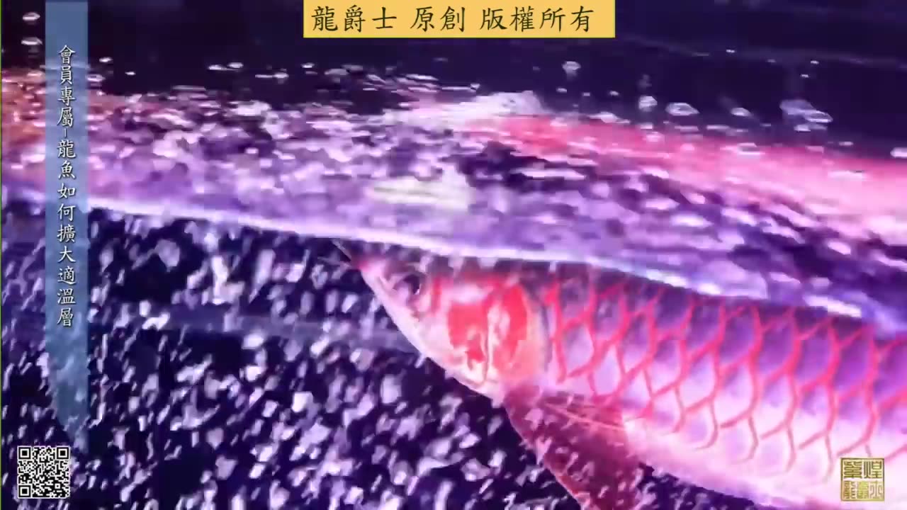 【龍爵士】如何擴大龍魚適溫層(會員內容公開)