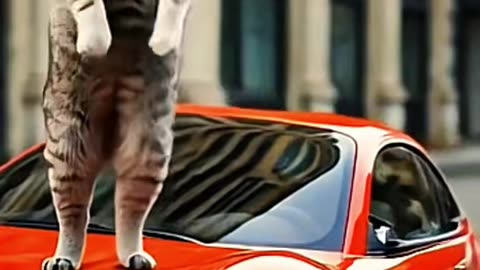 #ai #cat #carros #trabalhecomartistas