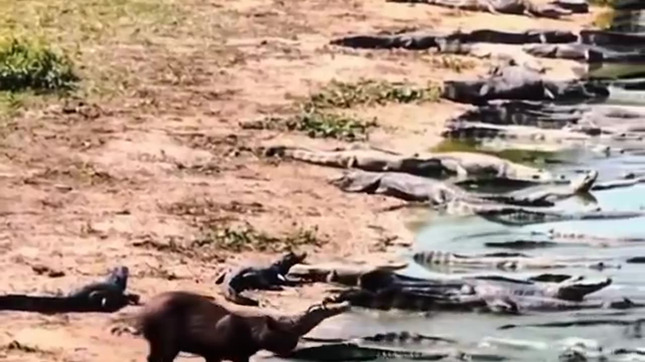 The Capybara's Confidence