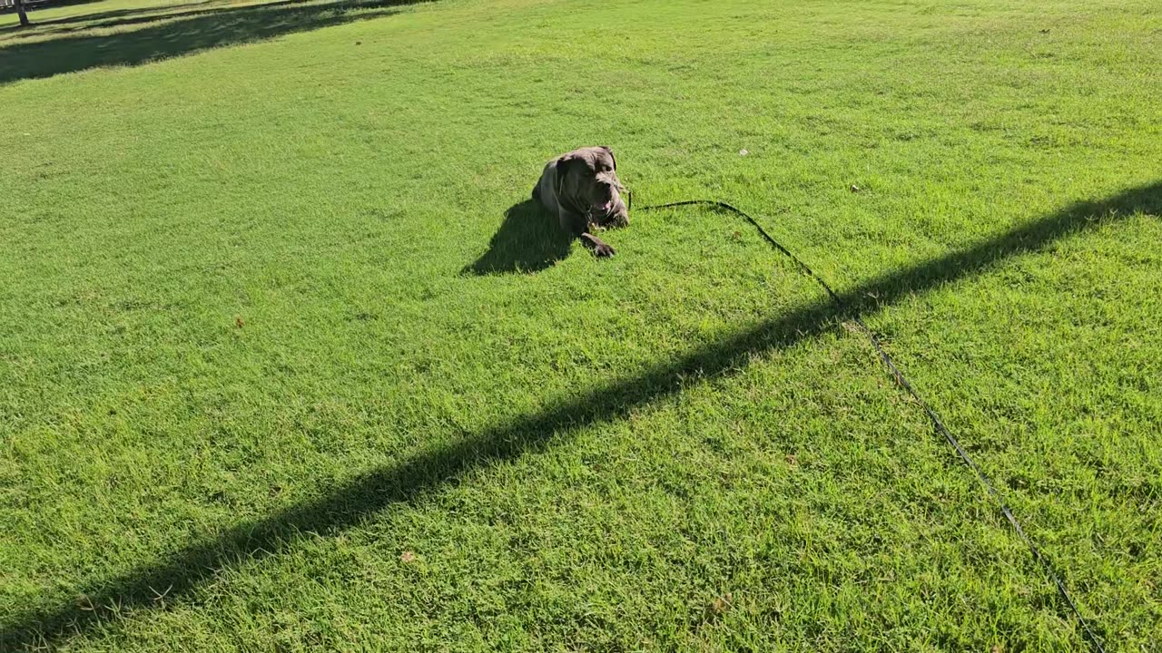 SERIOUS Protection Dog In-Town Obedience