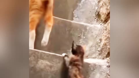 Funny Animal Compilation video