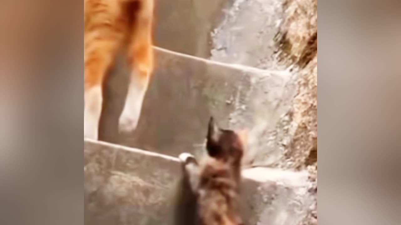 Funny Animal Compilation video