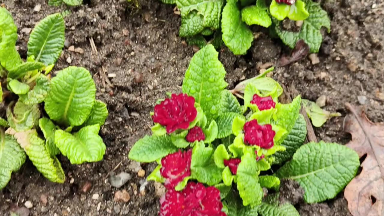Red Primulas In Bloom