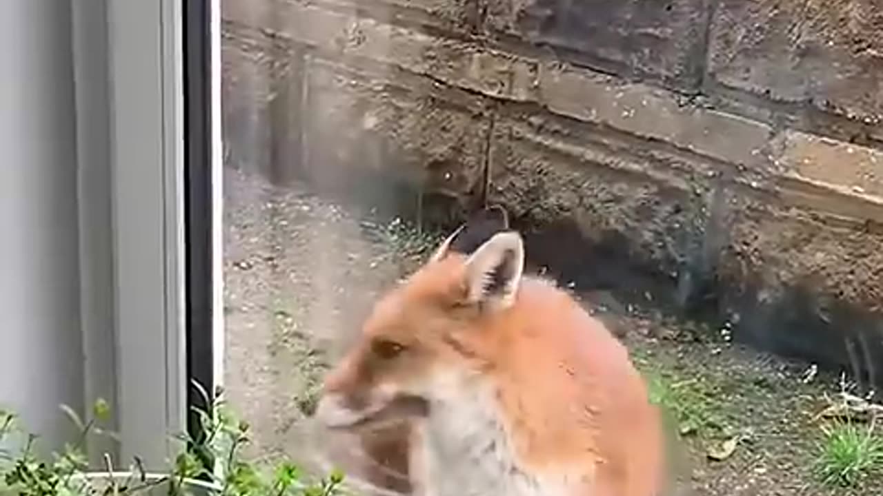 This injured fox sought help from a family