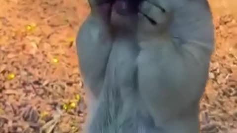 😍🍪 The Pure Joy of a Tasty Treat! | FunFM