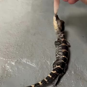 Baby alligator performs the death roll