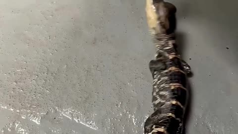 Baby alligator performs the death roll