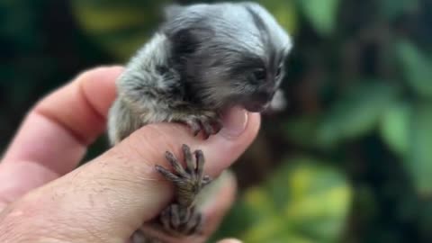 A small miracle