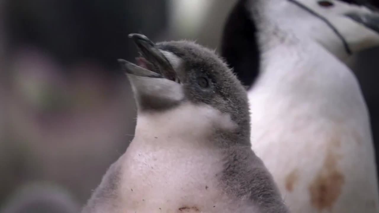 Los animalitos de Andy - T01E16 - Hablando