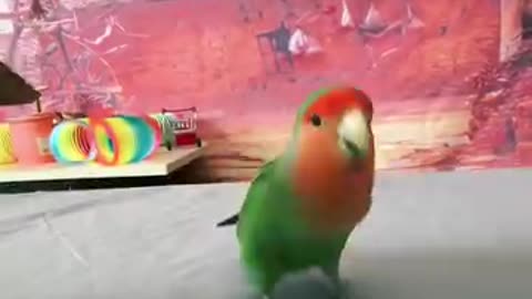 Parrot 🦜 training 💪