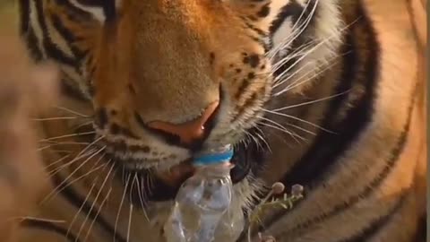 A lion and a plastic bottle