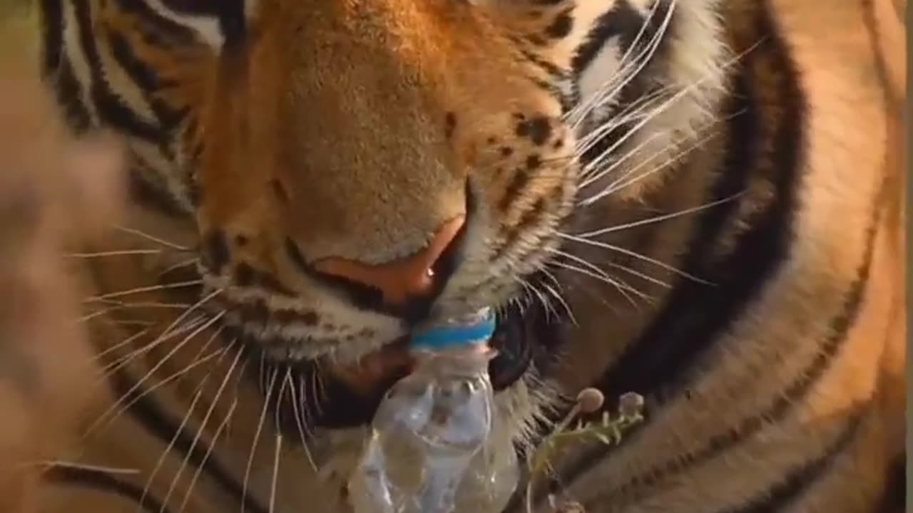 A lion and a plastic bottle