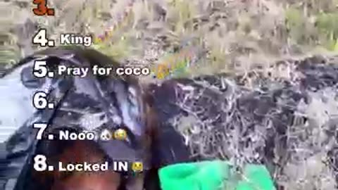 Animales graciosos