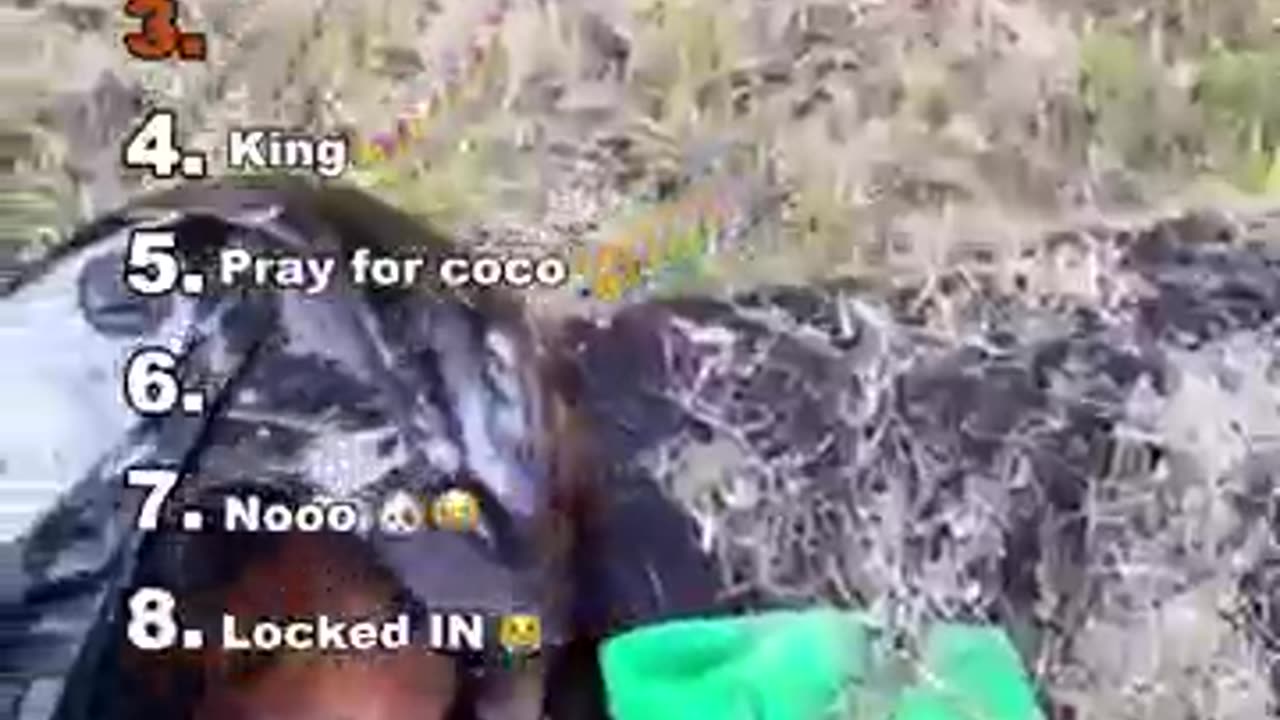 Animales graciosos