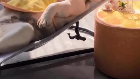 😂🚫 When You're Trying to Relax, But Someone Won't Leave You Alone... | FunFM