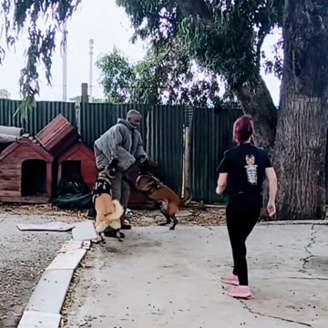 Dog Training 💪