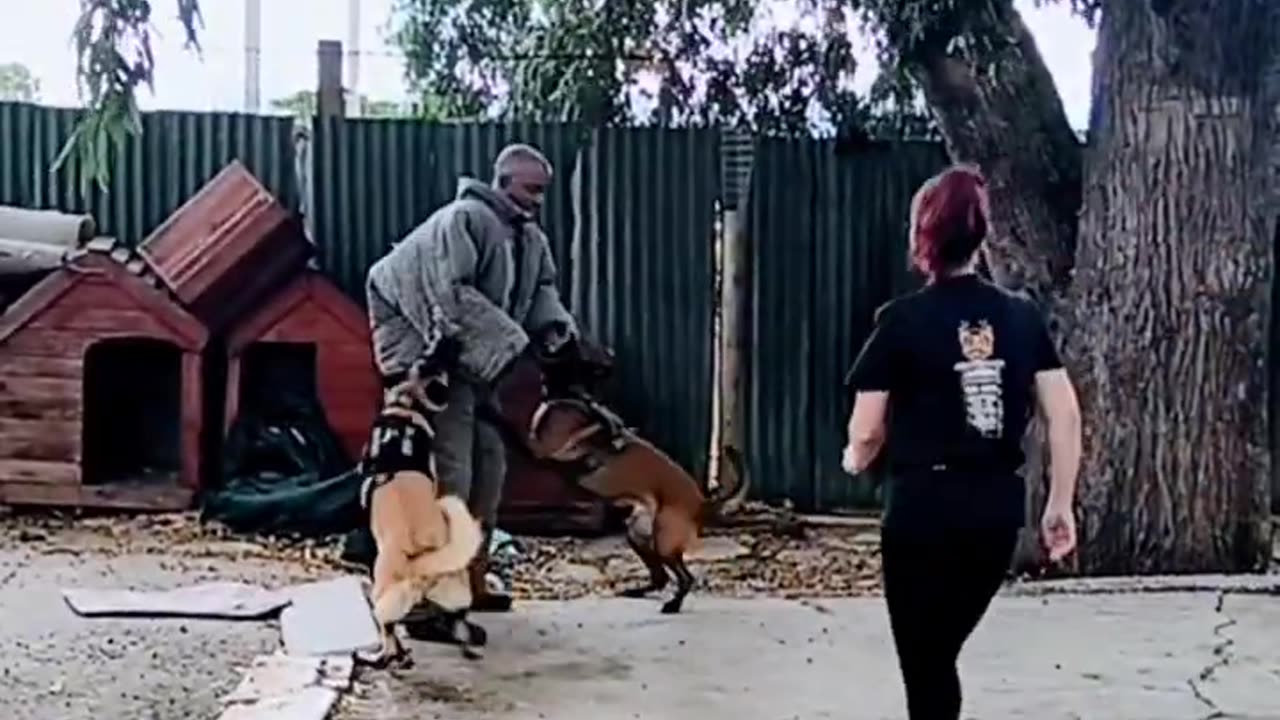 Dog Training 💪