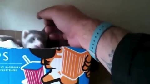 Tiny Ferret vs Finger! 🐾😂💕