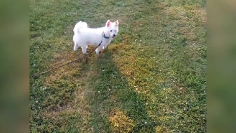 dog