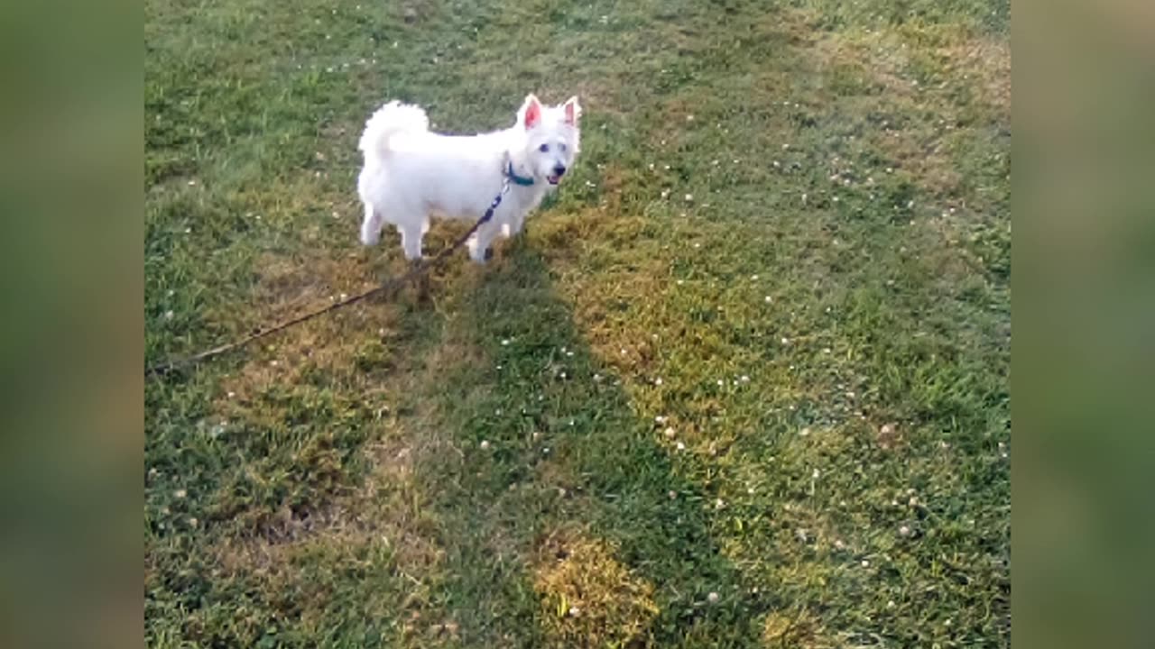 dog