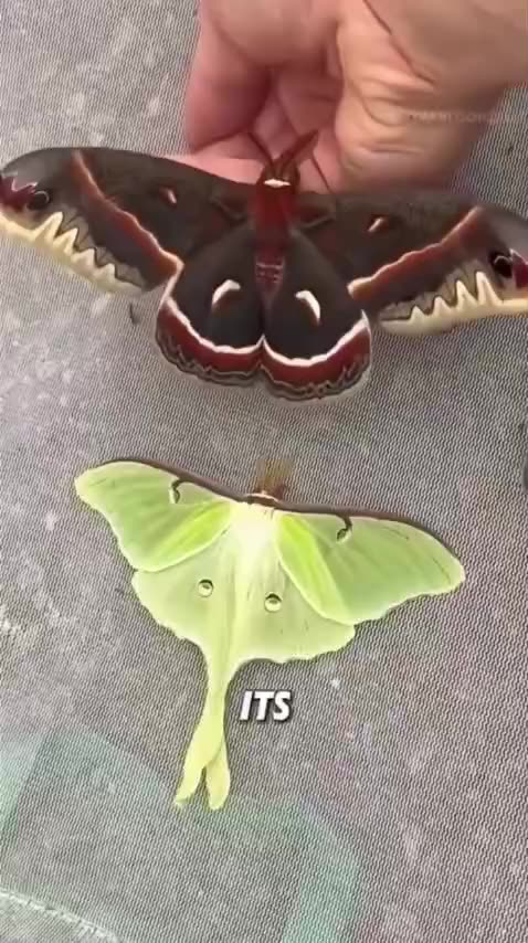 THIS IS A SUCCROPIA MOTH ONE OF THE LARGEST MOTHS IN NORTH AMERICA