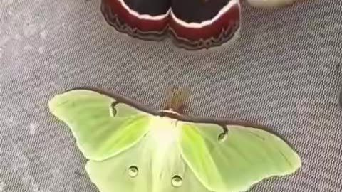 THIS IS A SUCCROPIA MOTH ONE OF THE LARGEST MOTHS IN NORTH AMERICA