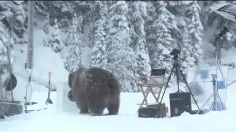 LaundryBear