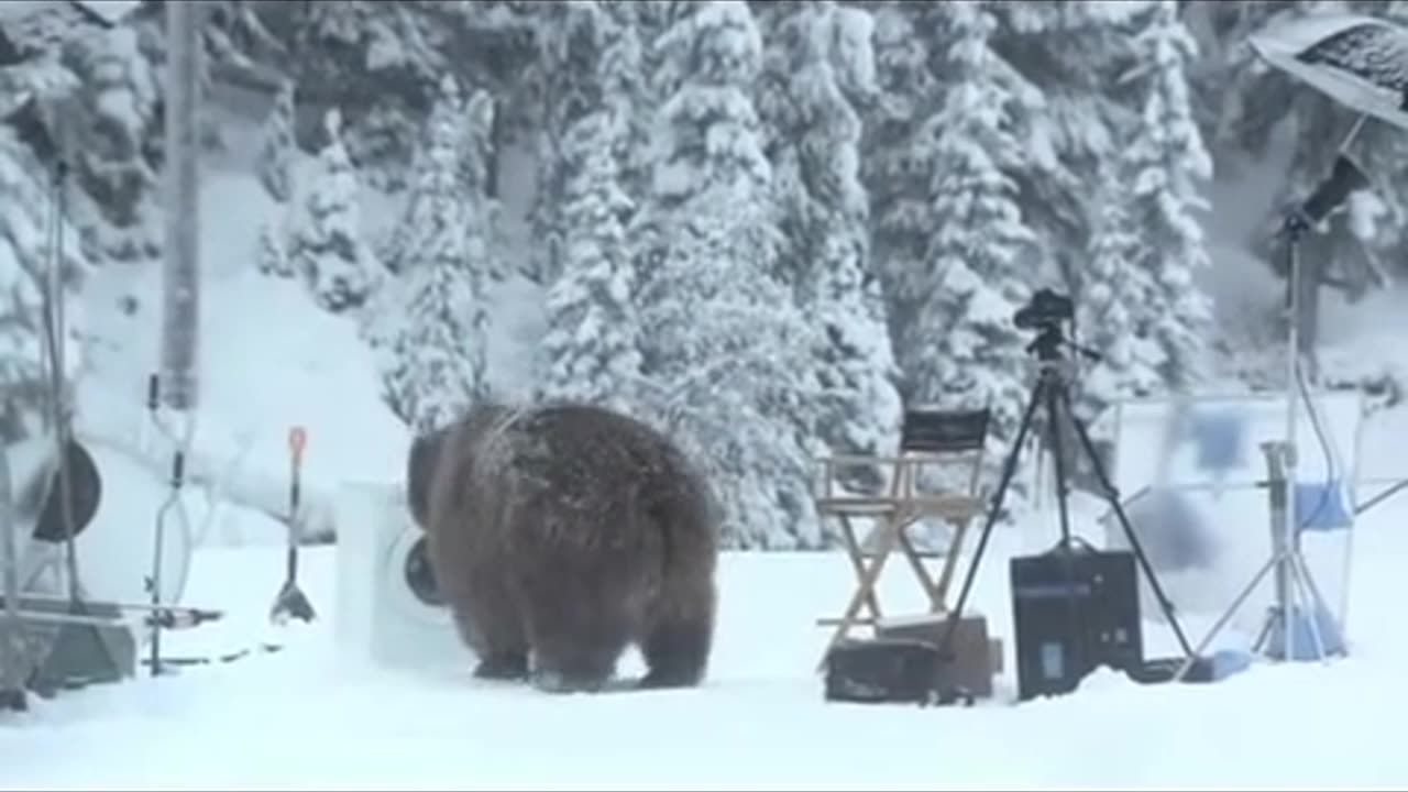 LaundryBear