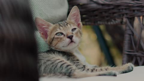 Cute Animal Ep121