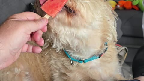 BERKELEY LIKES FRUIT BAR ICE CREAM
