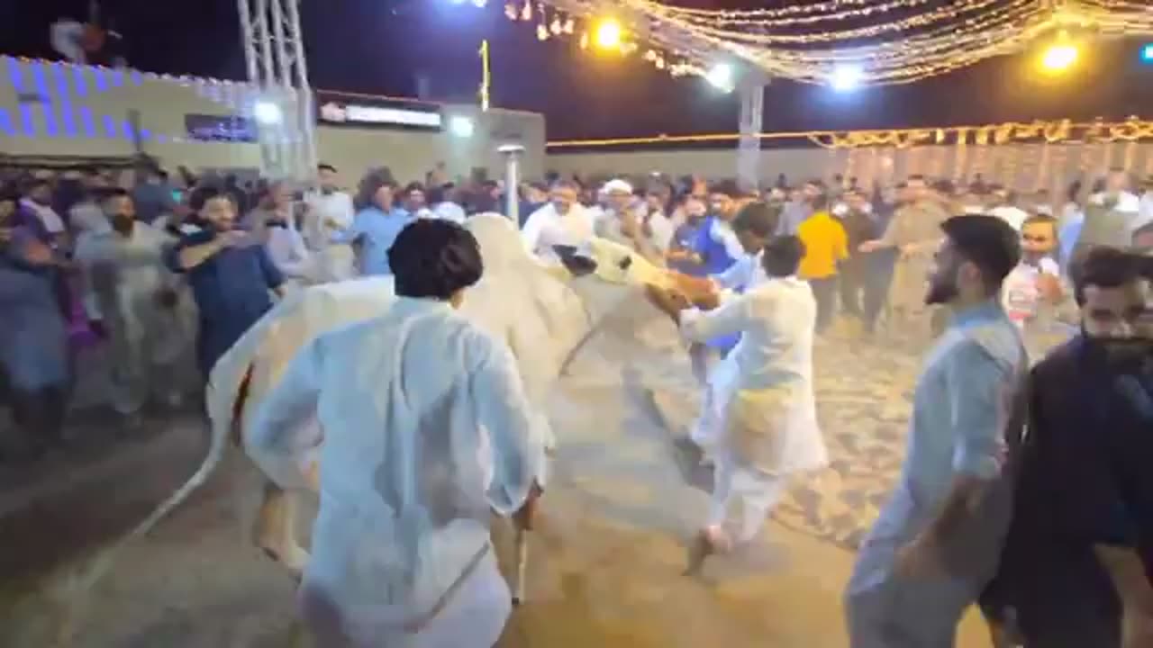 Beautiful cow 2025 ✨❤️