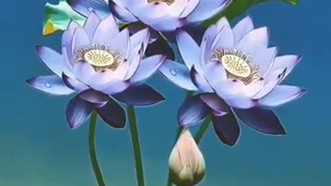 Lovely 🌹🌹 flowers