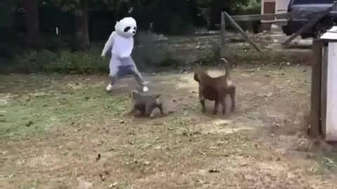 😂 I laughed until I cried #funny #funnyvideo #laugh #memes (2)