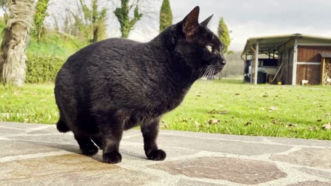Dark Beauty on the Hunt: Black Cat