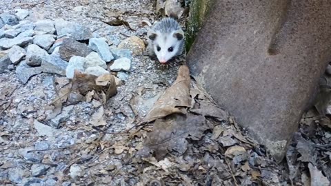 Young Opossum