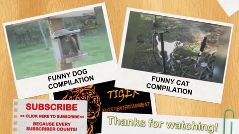 DOGS making FUNNY NOISES will make you BURST into LAUGHTER