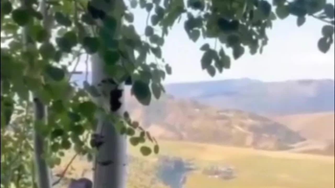 🦌😊 This Moose's Polite Intervention Is Pure Genius! | FeedMyCuriosity