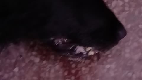 The dog they wanted to eat alive.