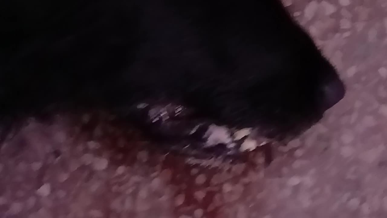 The dog they wanted to eat alive.
