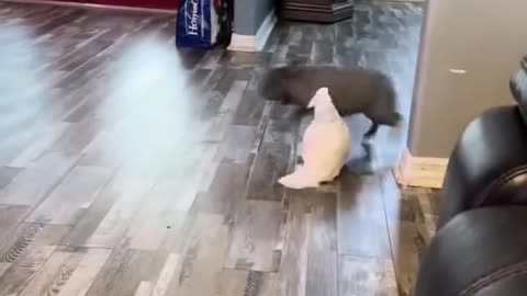 Parrot scares the dog?! 😂🦜🐶