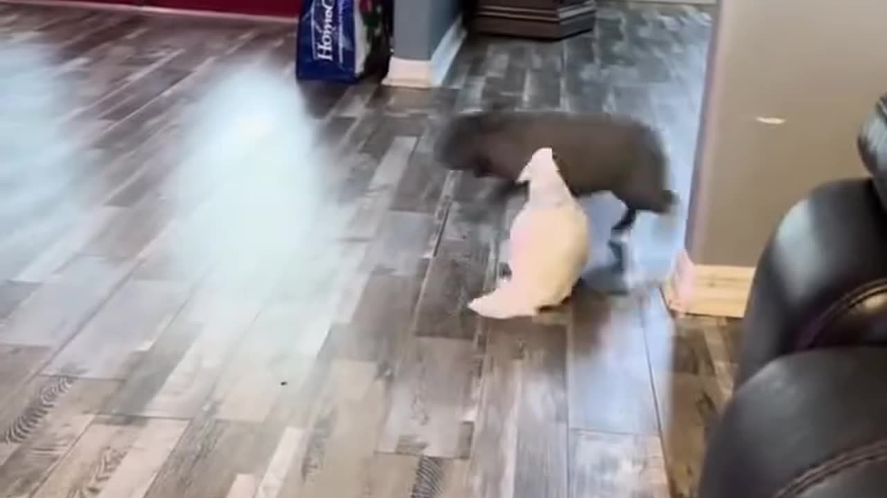 Parrot scares the dog?! 😂🦜🐶